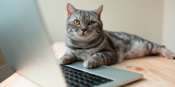 Xitoylik ayol mushugi sabab ishdan bo‘shatildi