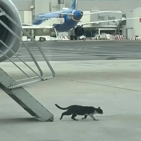 Италияда мушук сабаб самолётнинг парвози кечиктирилди