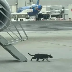 Италияда мушук сабаб самолётнинг парвози кечиктирилди