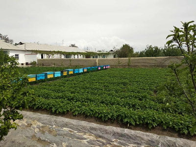 Endi tomorqasiga qaramagan xonadon egalari uch karra yuqori soliq to‘laydi