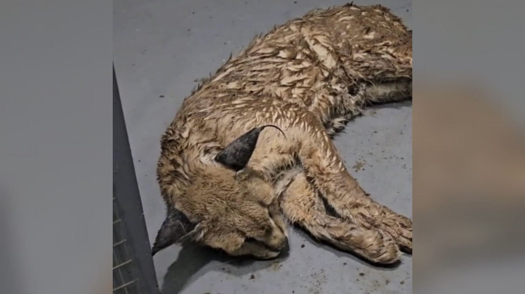 Toshkentda Qizil kitobga kiritilgan qoraquloq topildi