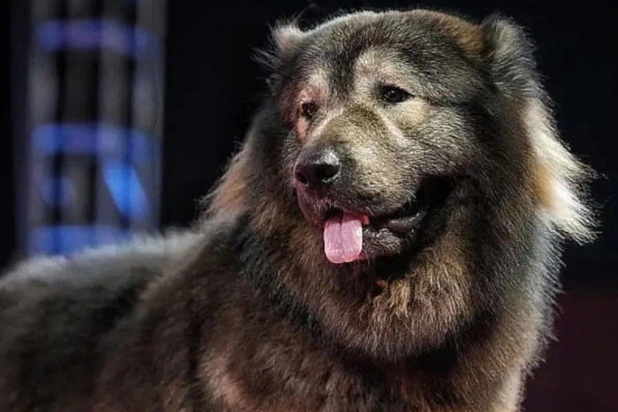 Hindistonlik selektsioner noyob it sotib oldi