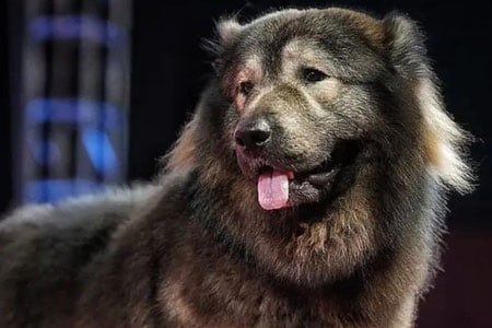 Hindistonlik selektsioner noyob it sotib oldi