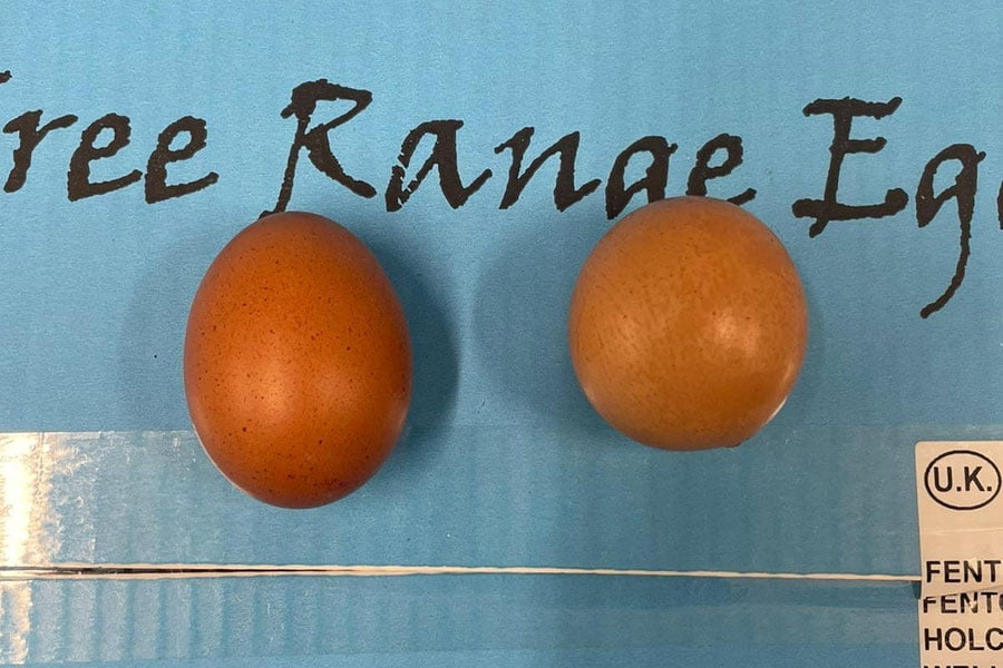 Angliyada tovuq tuxumi kimoshdi savdosida sotildi