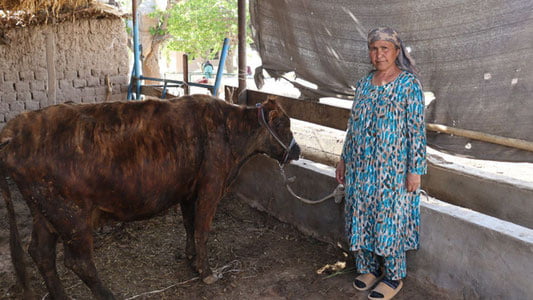 20 ta kambag'al oilaga yirik shoxli qoramol berildi