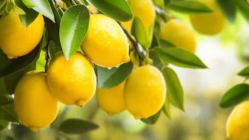 Turkiya limon eksportini vaqtincha to'xtatishga qaror qildi