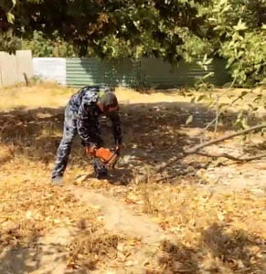 “Кўкаламзорлаштириш мақсадида…” Қибрайда кесиб ташланган дарахтларга ҳокимлик бош-қош бўлган