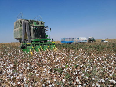 Сурхондарёда фермерлар ичида одамлар бўлган пахтани тарозидан ўтказишга урингани айтилмоқда
