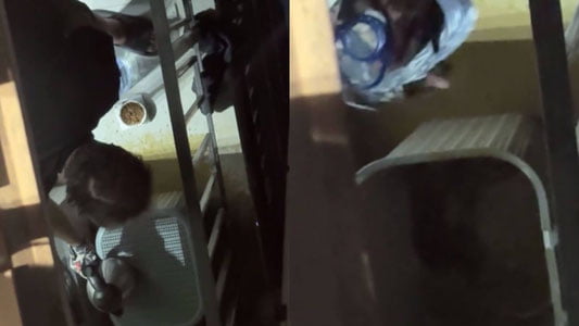 Тошкентда мушукка шафқатсизлик қилган Хитой фуқароси 5 суткага қамалди