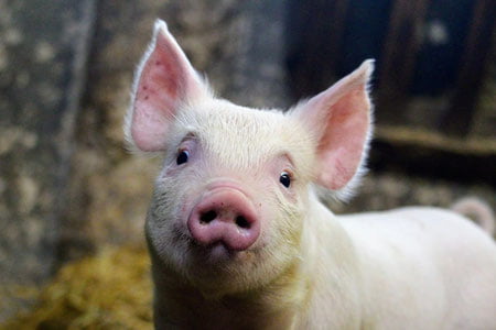 Хитой олимлари чўчқа жигарини одамга кўчириб ўтказди