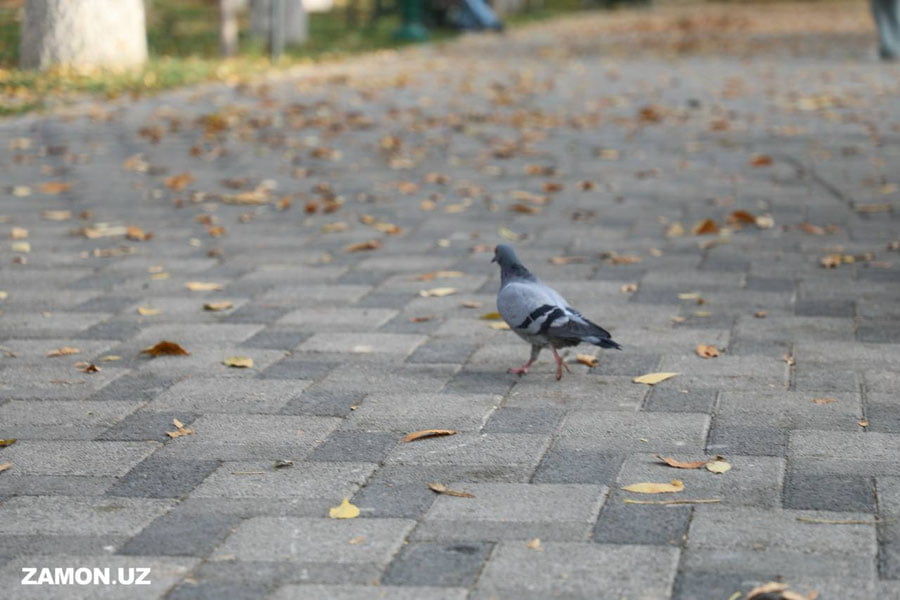 Bugundan O‘zbekistonga sovuq va nam havo kirib keladi