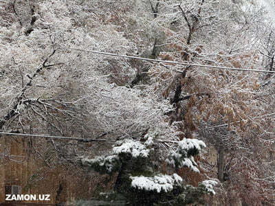Bugun O‘zbekistonda tumanli ob-havo kutilmoqda