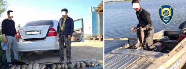 Aydar-Arnasoy ko‘llar tizimida ancha miqdordagi baliqlarning noqonuniy ovlanishining oldi olindi