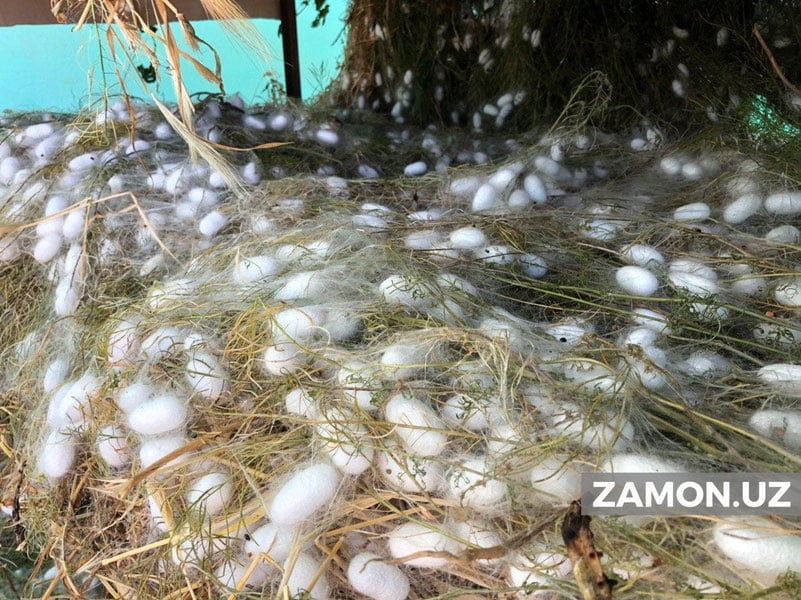 Пилланинг ҳар бир килоси учун 5 000 сўмдан субсидия ажратилади