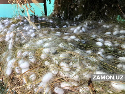 Пилланинг ҳар бир килоси учун 5 000 сўмдан субсидия ажратилади