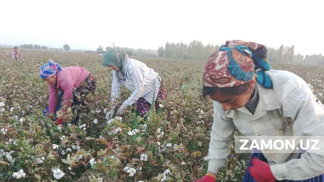 Фуқароларни пахта теримига мажбурий жалб қилган 5 нафар мансабдор жавобгарликка тортилди