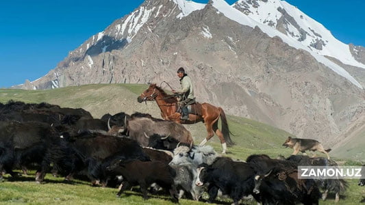 Чорвачилик истиқболи нимага боғлиқ?