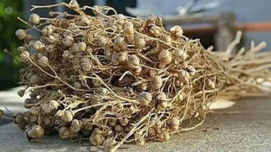 Беларусда исириқ гиёҳванд моддалар қаторига киритилди