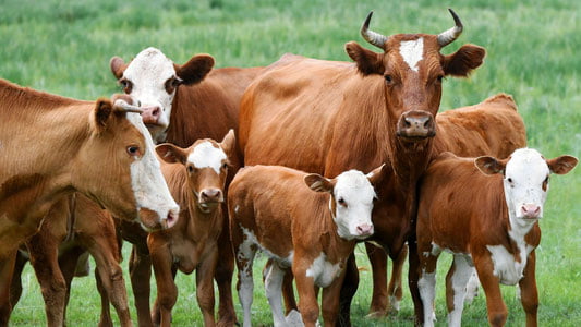 Қирғизистонда чорва солиғини жорий этиш таклиф этилди