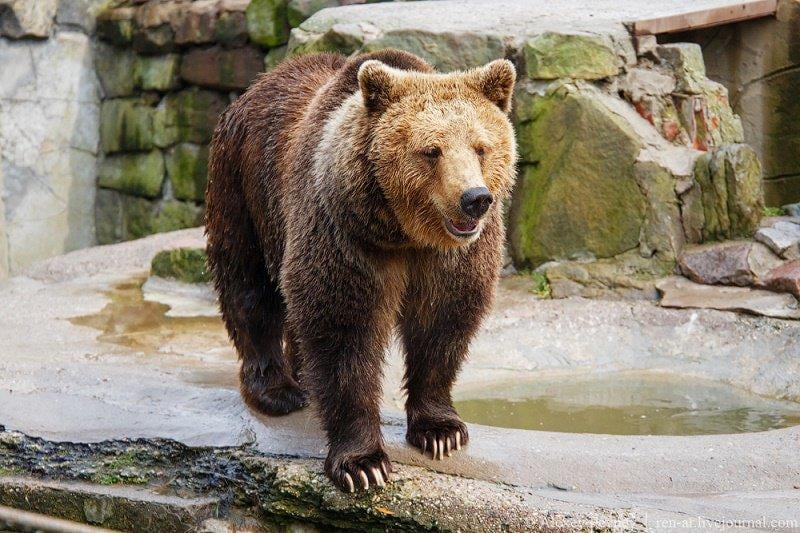 Andijon hayvonot bog‘ida ayiqlar ishchiga hamla qilib, uni o‘ldirib qo‘ldi