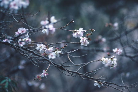 Bugun O‘zbekistonda 24 darajagacha iliq harorat kuzatiladi