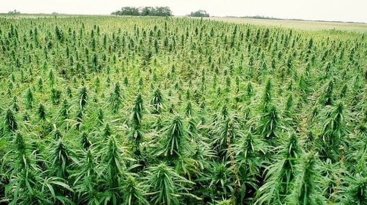 Сирдарёда илк марта баландлиги 3,5 метрга етадиган техник каннабис ҳосили йиғилди