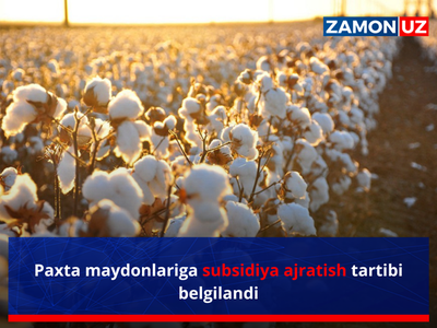 Пахта майдонларига субсидия ажратиш тартиби белгиланди