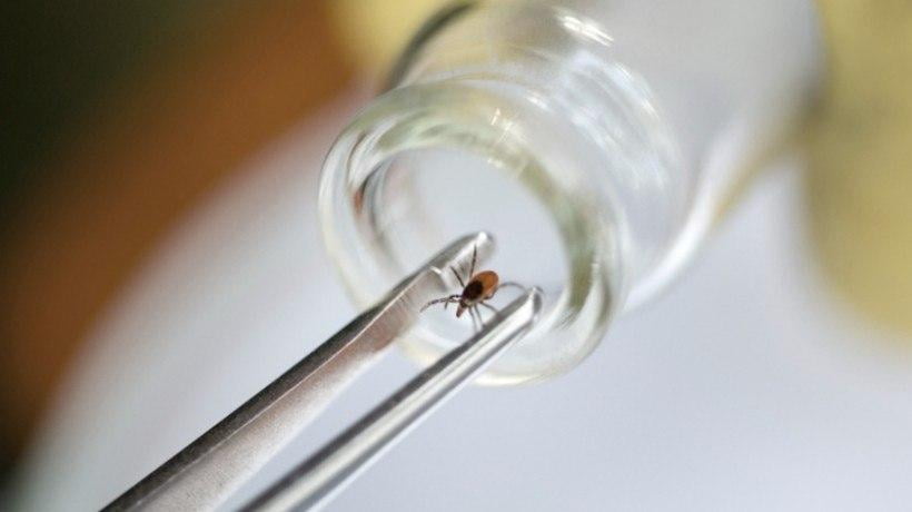 Qozog`istonda kana chaqishi oqibatida ikki kishi vafot etdi