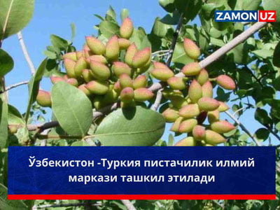 Ўзбекистон – Туркия пистачилик илмий маркази ташкил этилади