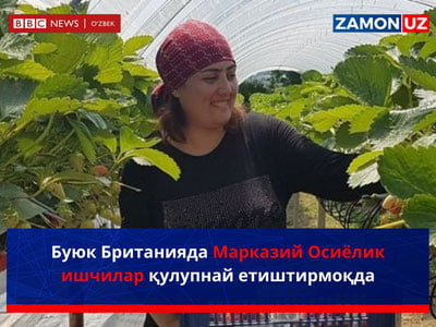 Буюк Британияда Марказий Осиёлик ишчилар қулупнай етиштирмоқда