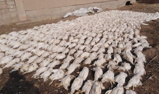 Аномал совуқдан азият чеккан тадбиркорларга қатор енгилликлар берилади