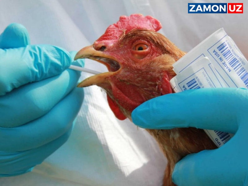 Dunyo yangi pandemiyaga duch kelishi mumkin