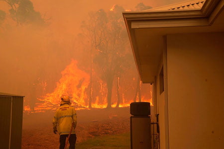 Австралияда ўрмон ёнғинлари юзлаб ҳайвонларнинг ҳалокатига сабаб бўлмоқда