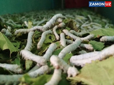 Энди маҳкумлар ҳам пилла етиштиришда иштирок этади