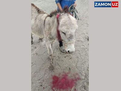 Бухорода эшакнинг қулоқлари шафқатсизларча кесиб ташланди