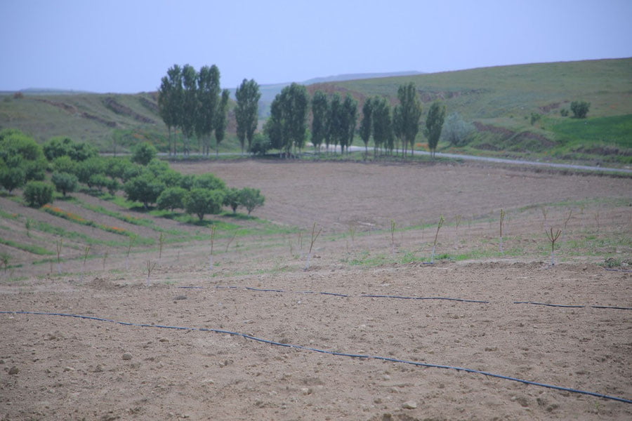 “Ўзгидромет” 19 май учун об-ҳаво прогнозини эълон қилди