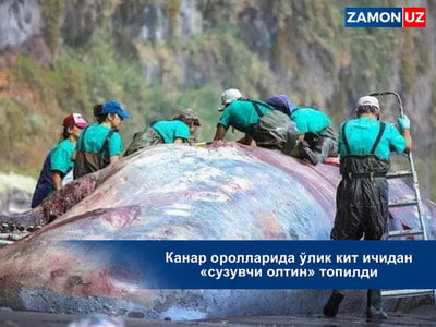 Kanar orollarida o'lik kit ichidan "suzuvchi oltin" topildi