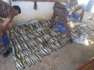 Жиззахда 500 дан ортиқ балиқ ноқонуний овлангани аниқланди