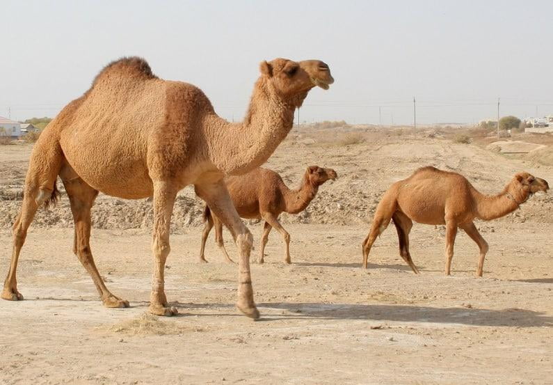O'zbekistonda eng ko'p tuya qaysi viloyatda boqilishi ma'lum qilindi