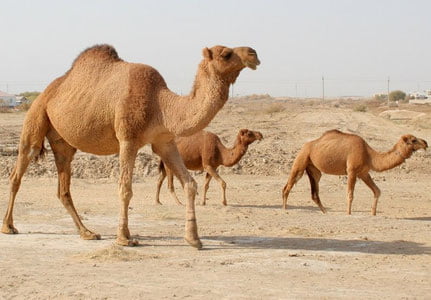 O'zbekistonda eng ko'p tuya qaysi viloyatda boqilishi ma'lum qilindi