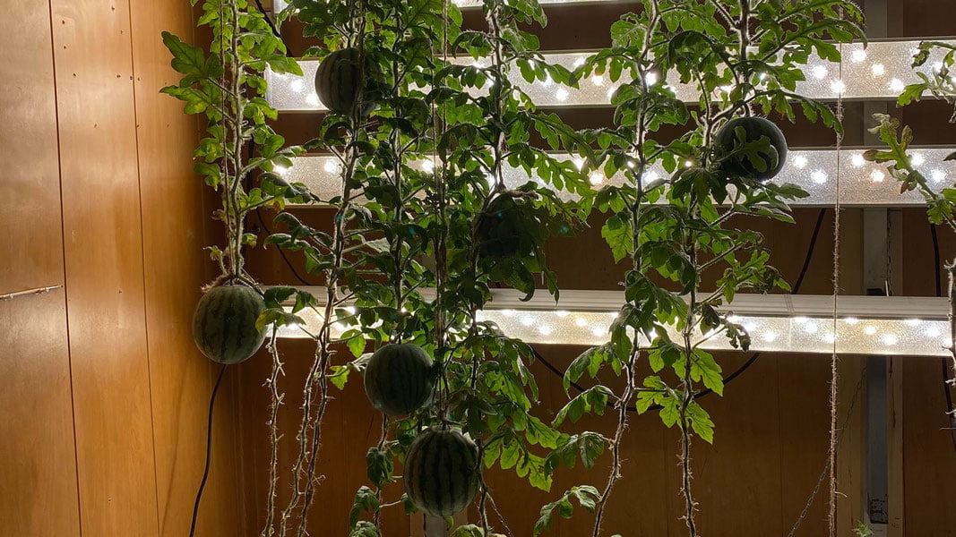 Олимлар Антарктидада тарвуз етиштиришди