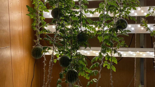 Олимлар Антарктидада тарвуз етиштиришди