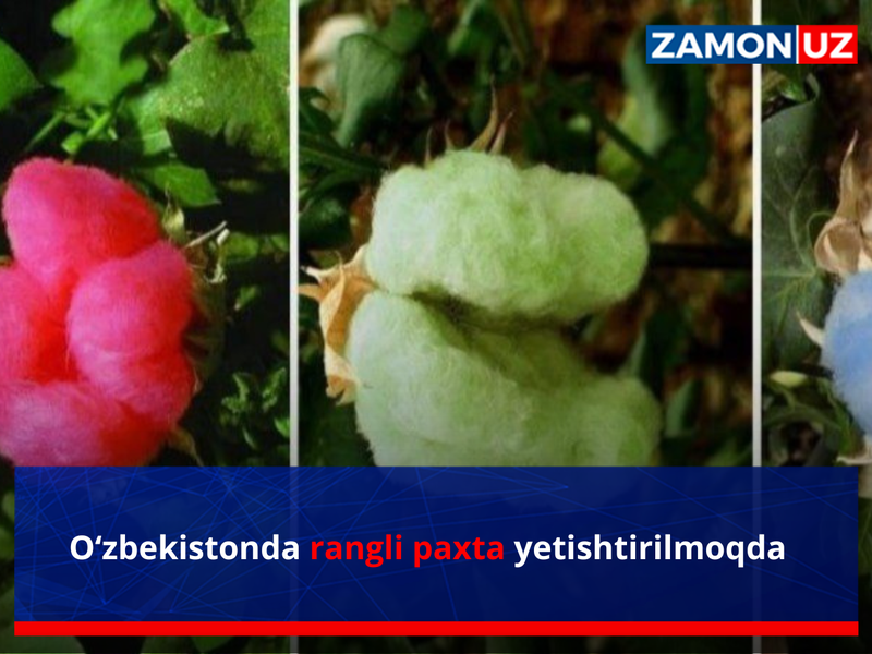 Ўзбекистонда рангли пахта етиштирилмоқда