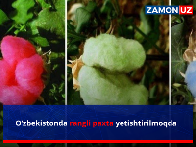 Ўзбекистонда рангли пахта етиштирилмоқда