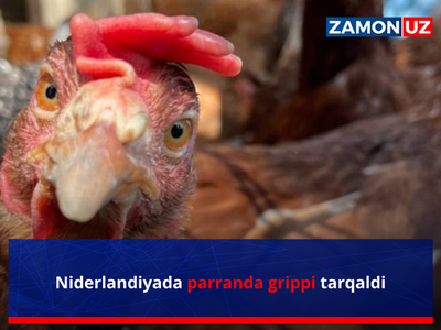 Нидерландияда парранда гриппи тарқалди