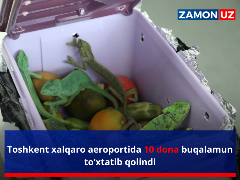 Тошкент халқаро аэропортида 10 дона буқаламун тўхтатиб қолинди
