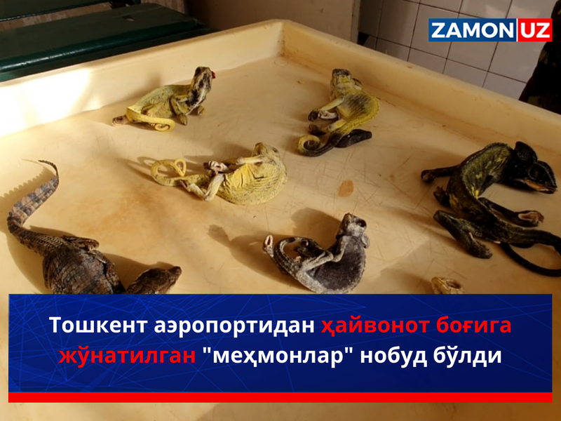 Тошкент аэропортидан ҳайвонот боғига жўнатилган "меҳмонлар" нобуд бўлди