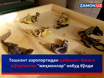 Тошкент аэропортидан ҳайвонот боғига жўнатилган "меҳмонлар" нобуд бўлди