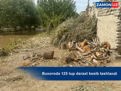 Бухорода 125 туп дарахт кесиб ташланди