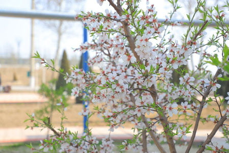 Bugun O‘zbekistonda 23 darajagacha iliq bo‘ladi